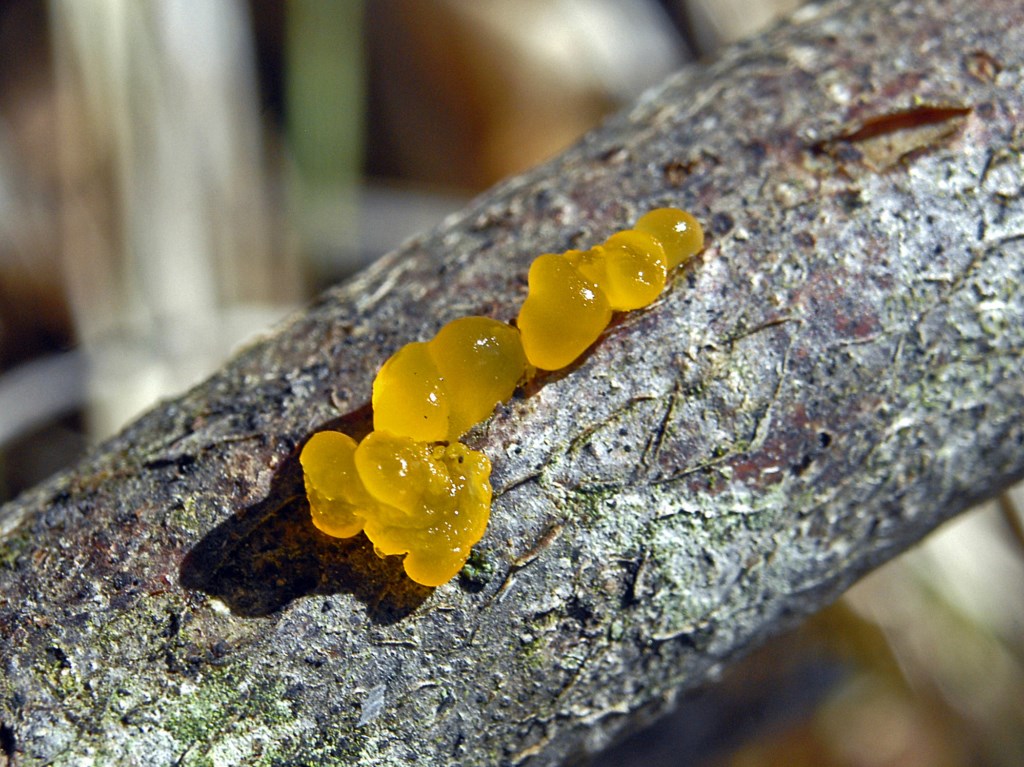 Che siano mixomiceti ...?